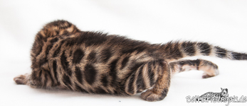 Bengal Kitten Hessen